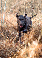 Willow coming in to find a person lost in the woods.